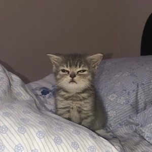 Meet your Posher, Emma